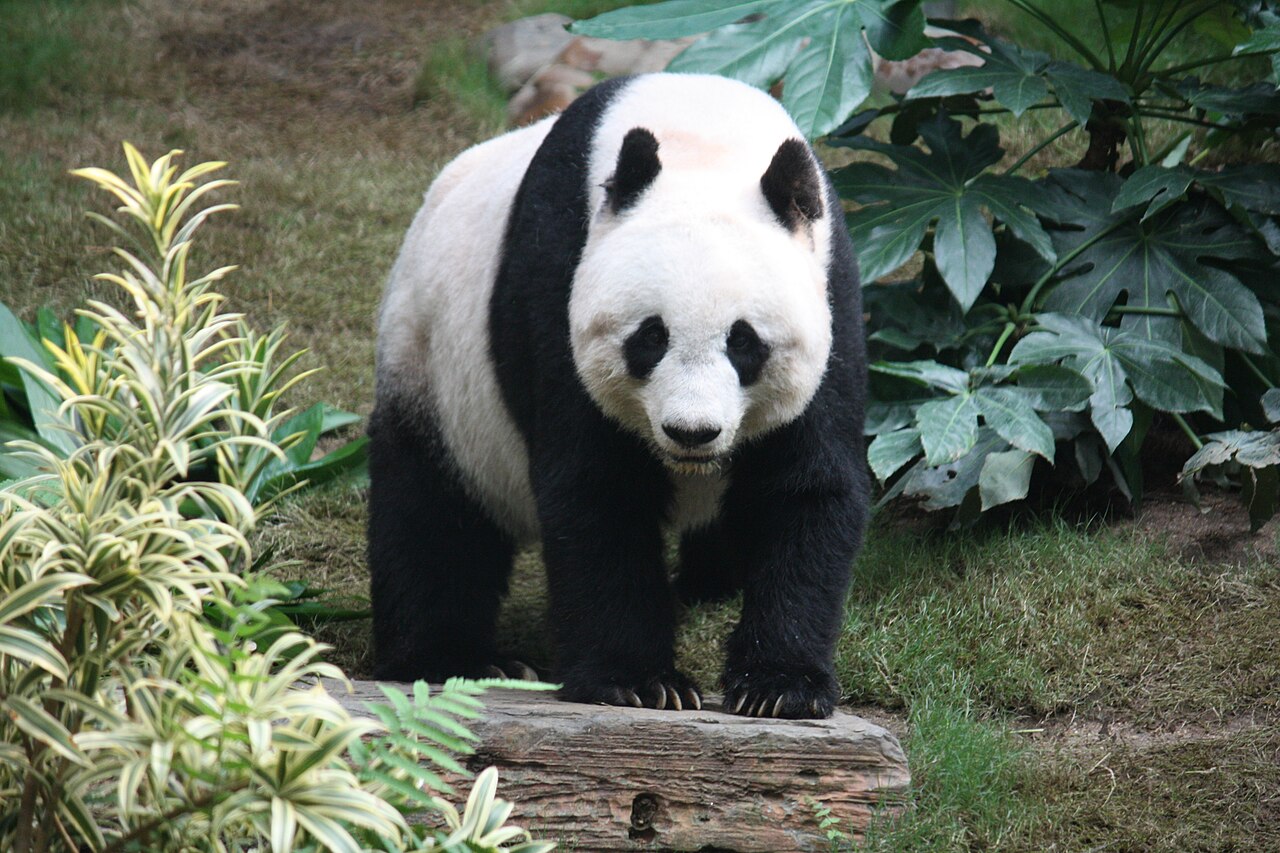 A giant panda resting in Chengdu